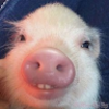 rosieposie331